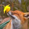 Fox avatar