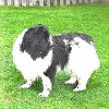 pandasmum avatar